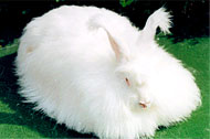 珍珠长毛兔